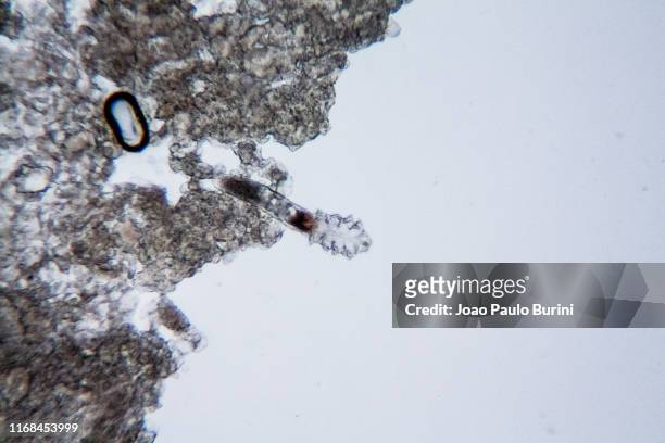 demodex mite after leaving a skin pore - eyelash mites stock pictures, royalty-free photos & images
