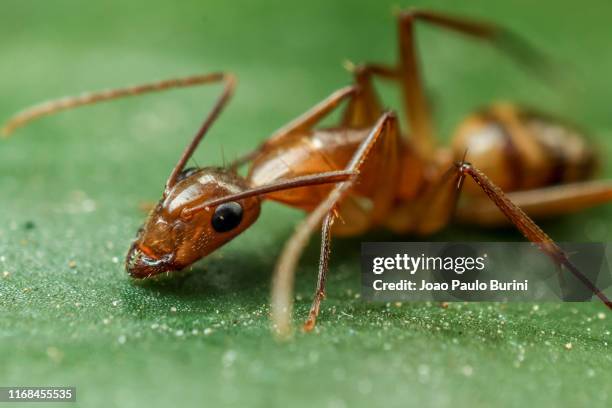 yellow carpenter ant on a leaf (camponotous) - inseto stock pictures, royalty-free photos & images