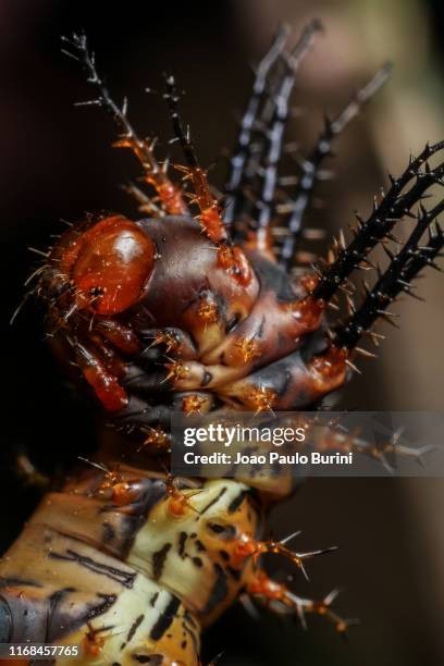 horned moth caterpillar (citheronia laocoon) - inseto stock pictures, royalty-free photos & images