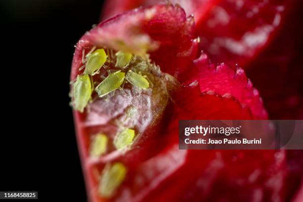 green aphids on a rose leaf - inseto stock pictures, royalty-free photos & images