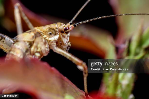 details of a katydid on a rose stalk - esperança stockfoto's en -beelden