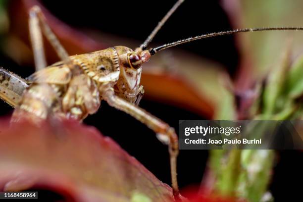 details of a katydid on a rose stalk - inseto stock pictures, royalty-free photos & images