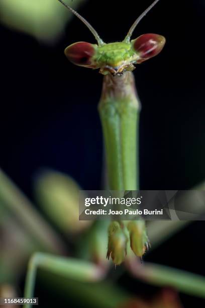 green praying mantis close-up - inseto stock pictures, royalty-free photos & images