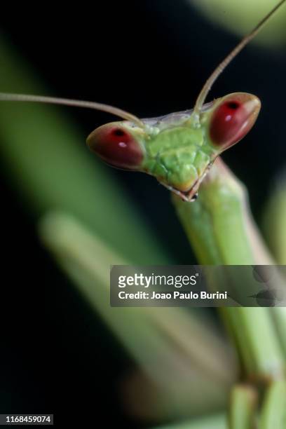 green praying mantis close-up - inseto stock pictures, royalty-free photos & images
