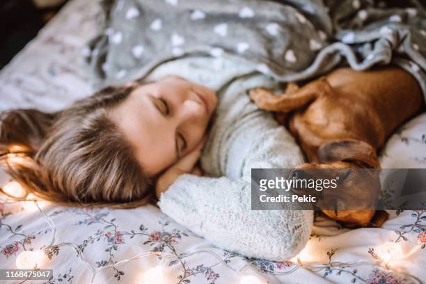 genießen sie weihnachten morgen mit ihrem schönen dackel im bett - dachshund christmas stock-fotos und bilder