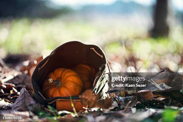 Halloween Pumpkins In Pouch High-Res Stock Photo