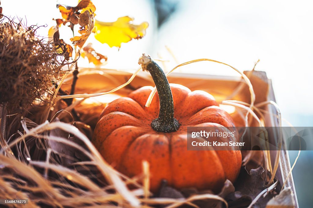 Halloween Pumpkins against an nature background