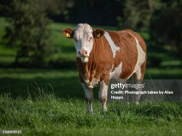simmental heifer grazing a lush field of grass - abondance stock pictures, royalty-free photos & images