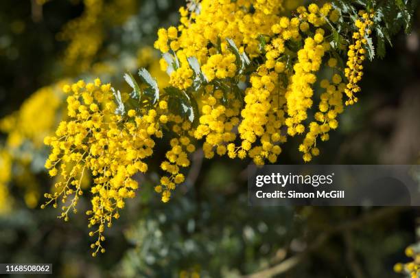 golden wattle tree in bloom - flowers australian stock pictures, royalty-free photos & images