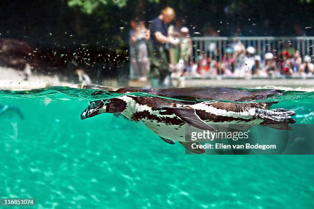 freestyle swimming - pinguin stock-fotos und bilder