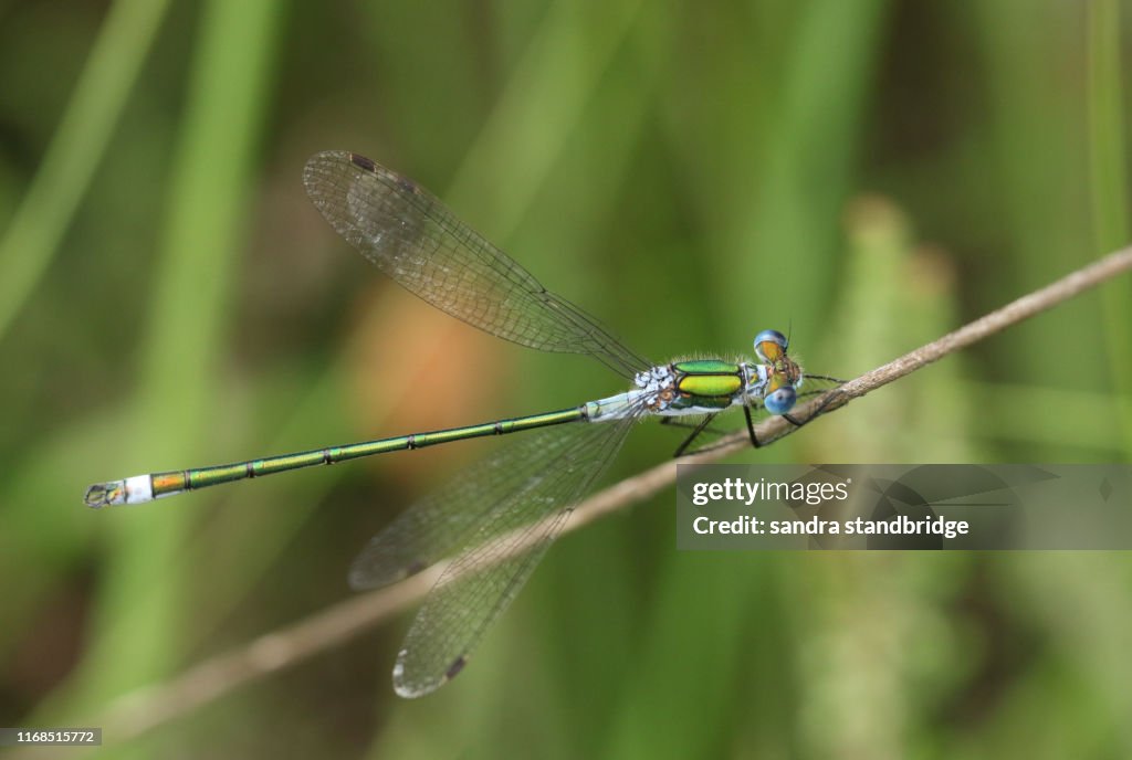 A pretty male Emerald Damselfly (Lestes sponsa) perching on a grass stem at the edge of the water.