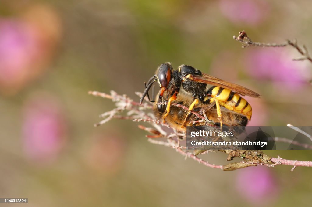 A Bee Wolf Wasp, Philanthus triangulum, with its prey that it has just caught a worker honey bee, Apis mellifera, perched on a Heather plant.