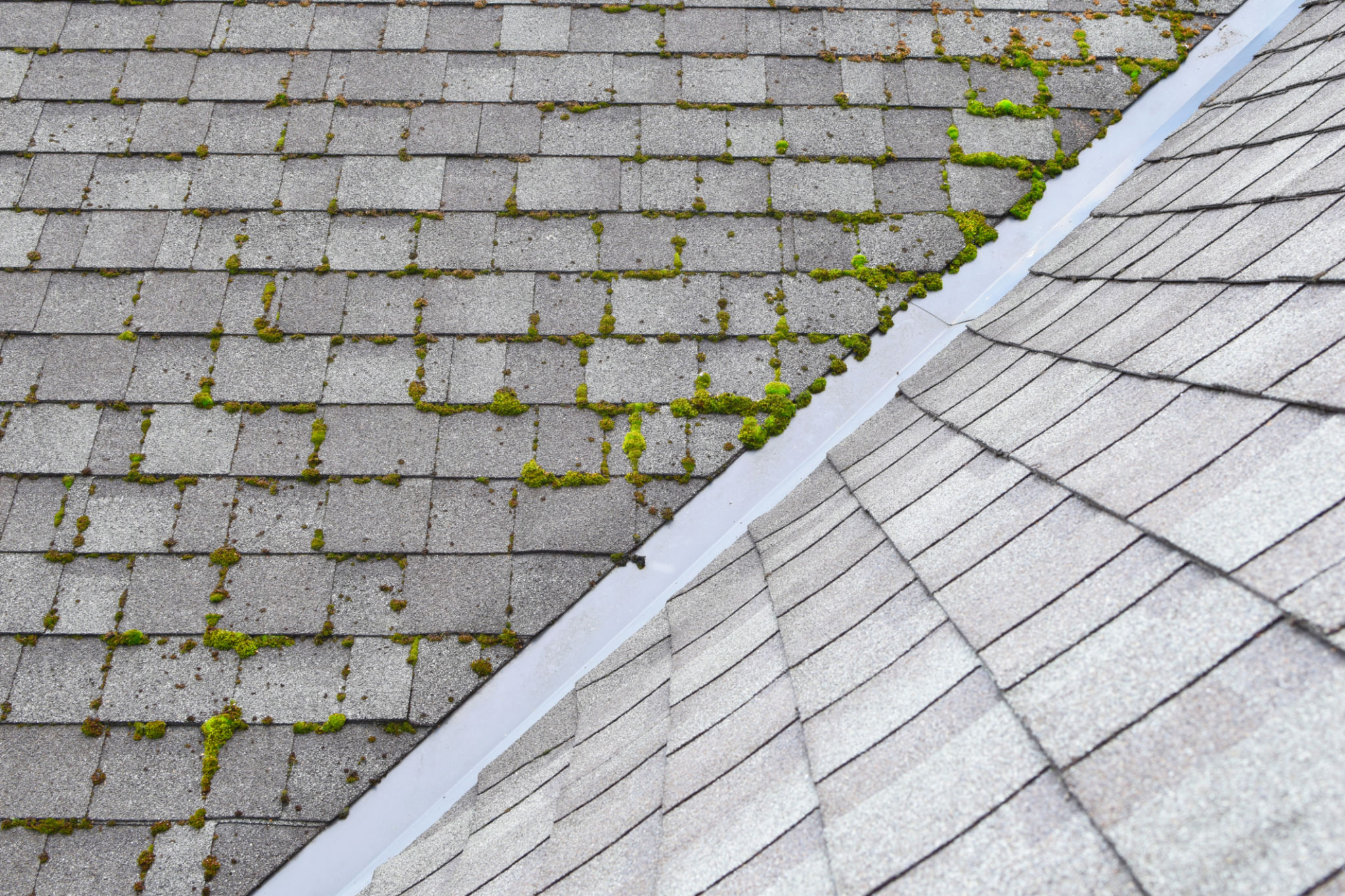 moss on roof
