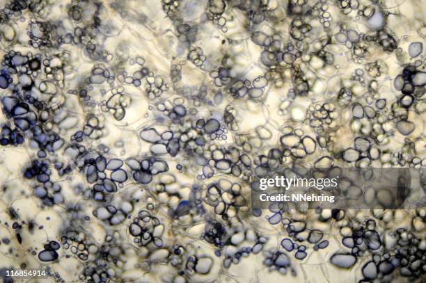 micrografia fécula de batata - célula vegetal imagens e fotografias de stock