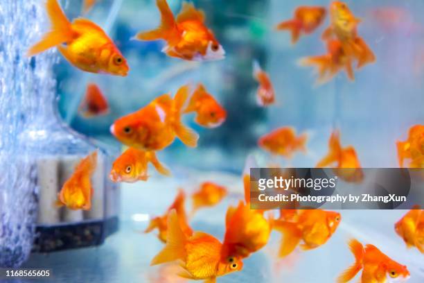 gold fishes. - goldfish stock pictures, royalty-free photos & images