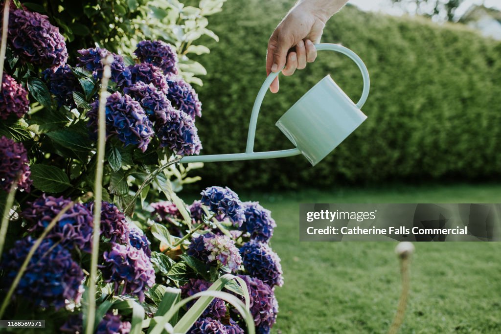 Hydrangea