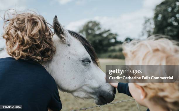hug a horse - pony stock pictures, royalty-free photos & images