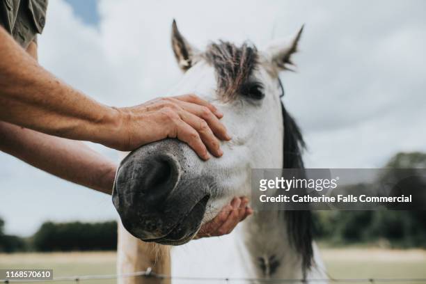 horse - holding horse stockfoto's en -beelden