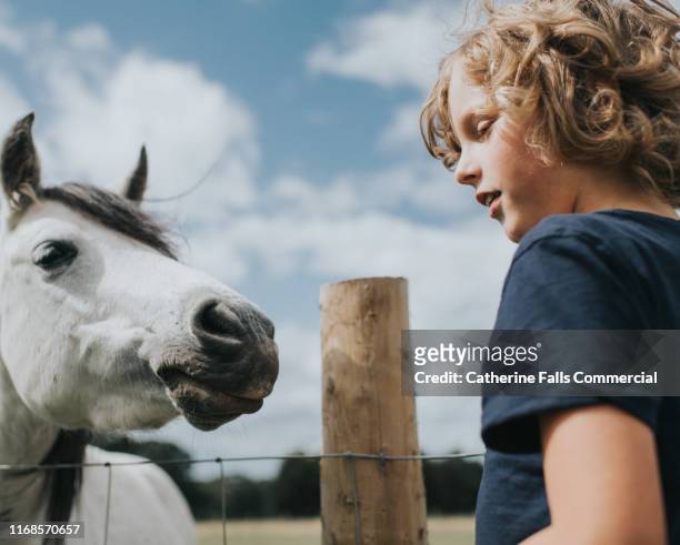 boy and horse - pony paard stockfoto's en -beelden