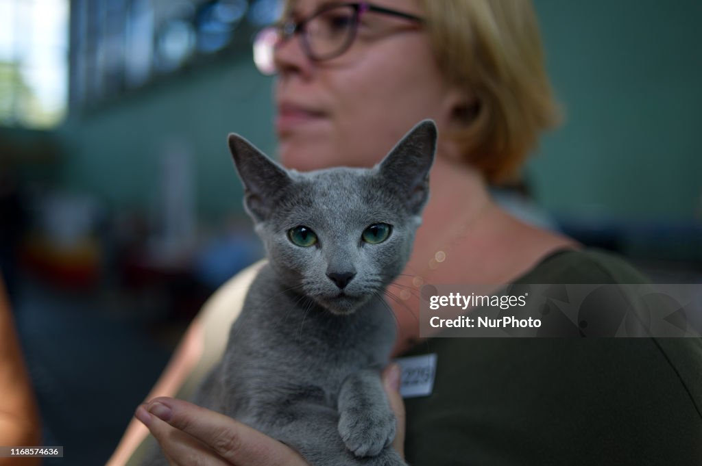 LVII and LIX International cats exhibition in Warsaw