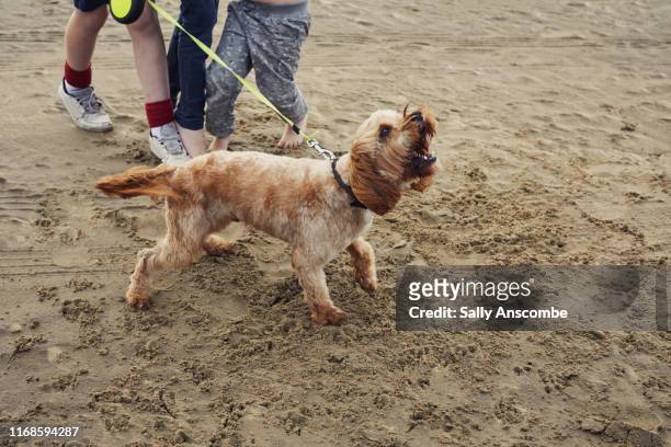 dog on lead barking - barking stock pictures, royalty-free photos & images
