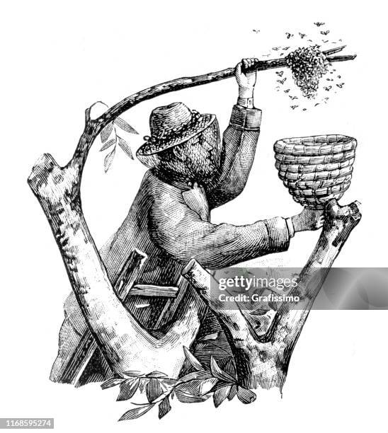 ilustrações de stock, clip art, desenhos animados e ícones de beekeeper reaping honey from tree 1897 - bee stock illustrations