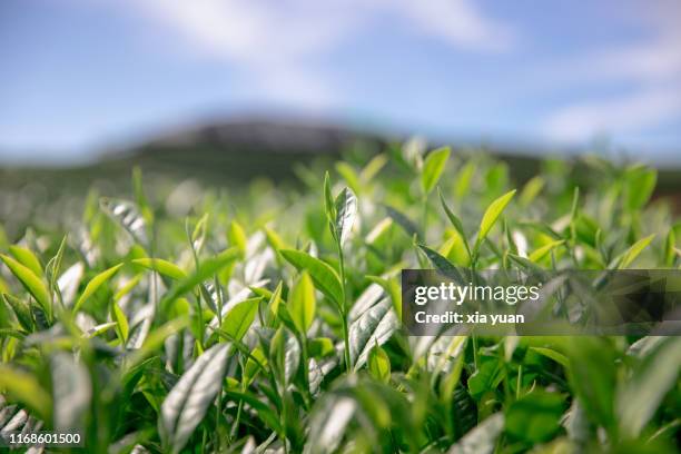 freshness tea leaves - tree farm imagens e fotografias de stock