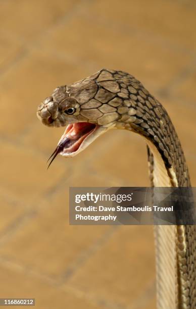 king cobra - king cobra stock pictures, royalty-free photos & images