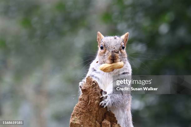 1,604 Funny Squirrel Photos and Premium High Res Pictures - Getty Images 1,604 Funny Squirrel Photos and Premium High Res Pictures - Getty Images