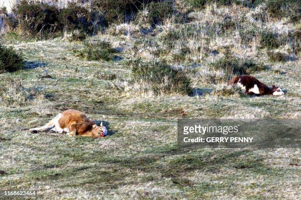 Cows are left for collection at Postbridge on Dartmoor National Park, 18 March 2001, after being slaughtered in an attempt to restrict the spread of...