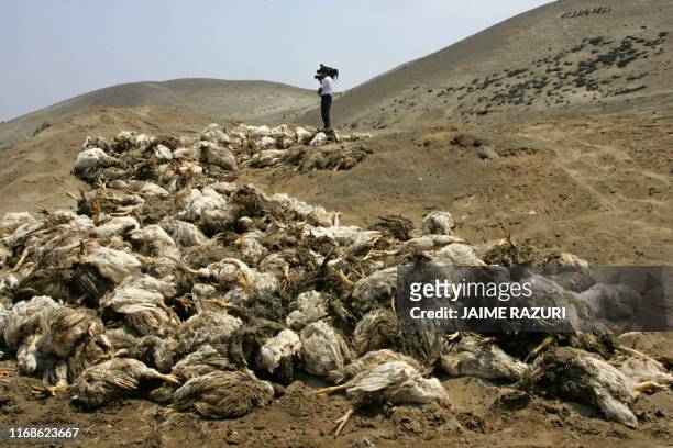 Un camarógrafo hace tomas al lado de un conjunto de pollos muertos el 08 de setiembre de 2004 en una granja ubicada 40 km al sur de Lima. Más de cien...