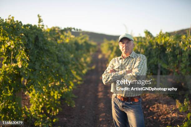 ブドウ畑の大人シニア農家。 - ワイン醸造業者 ストックフォトと画像