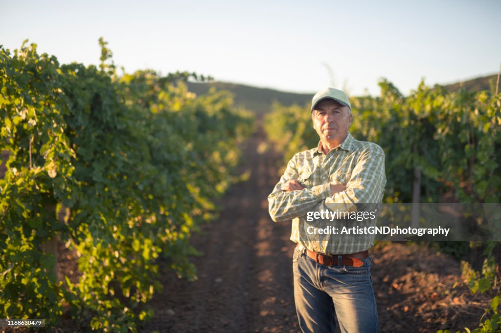 Adult Senior Farmer In Grapes field.