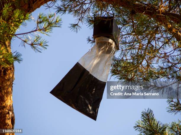 a trapping trap with pheromones of adult processionary pine butterflies (thaumetopoea pityocampa) hanging from a pine branch - moth caterpillar stockfoto's en -beelden