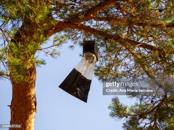 a trapping trap with pheromones of adult processionary pine butterflies (thaumetopoea pityocampa) hanging from a pine branch - pitfall stockfoto's en -beelden
