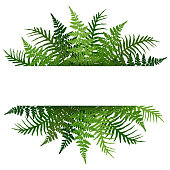 Fern frond tropical leaves frame vector illustration. Bush plant leaves decoration on white background.