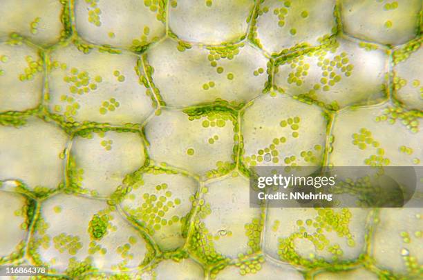 grüne zellen chloroplasts in plant - wissenschaftliche mikroskopische aufnahme stock-fotos und bilder