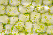 Green chloroplasts in plant cells