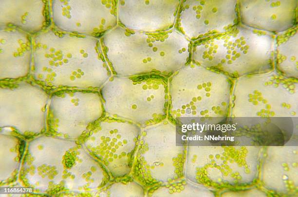 green chloroplasts in plant cells - vetenskaplig mikroskopfotografering bildbanksfoton och bilder