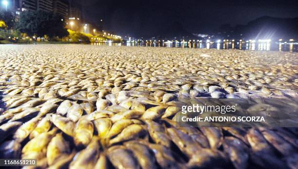 Hordes of dead fish float in the water at Rodrigo de Freitas lagoon in Rio de Janeiro, Brazil, early on February 27, 2010. The death of the fish...