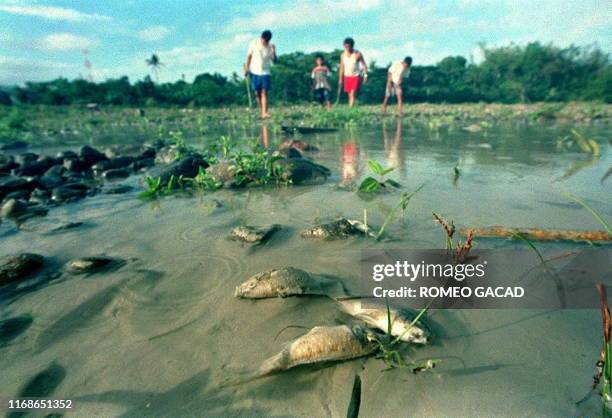 168 Philippines Dead Fish Stock Photos, High-Res Pictures, and