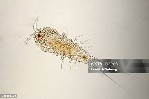 harpacticoid copepod micrograph - cyclopoid copepod stock pictures, royalty-free photos & images