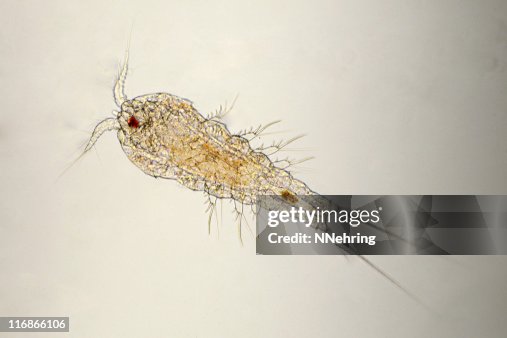 Harpacticoid copepod micrograph Harpacticoid copepod micrograph