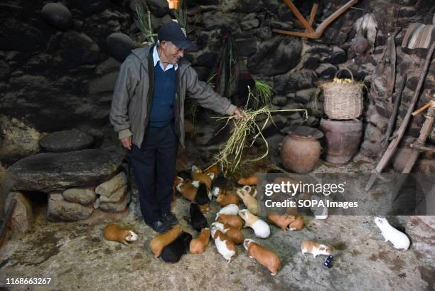 Man is seen feeding his Guinea pigs in Ollantaytambo.