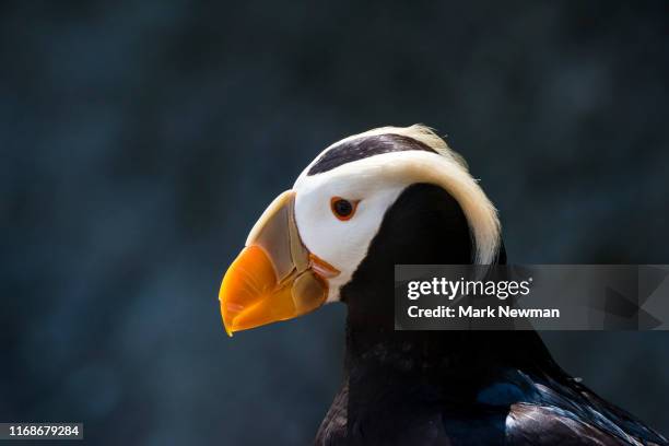 tufted puffin - tufted puffin stock pictures, royalty-free photos & images