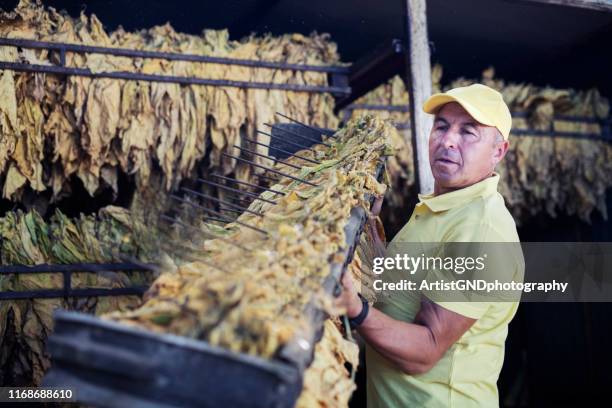 tobacco drying and selection - tobacco dryer stock pictures, royalty-free photos & images