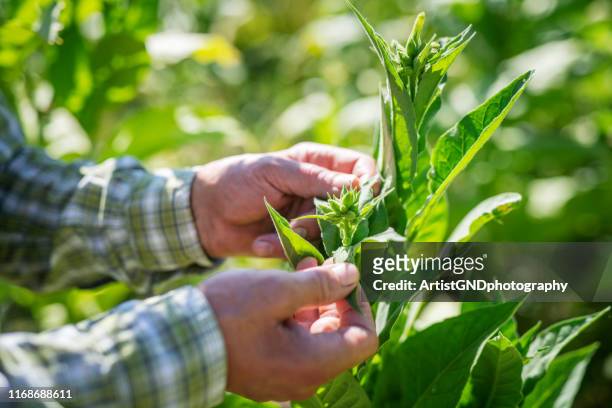 senior farmer examining his tobacco fields. - tobacco product imagens e fotografias de stock