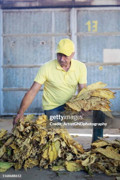 is tobacco from north america Tobacco in the Americas: Exploring Diverse Whole Leaf Varieties
