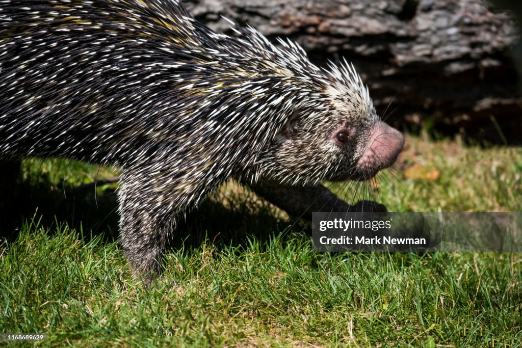 Brazilian Porcupine