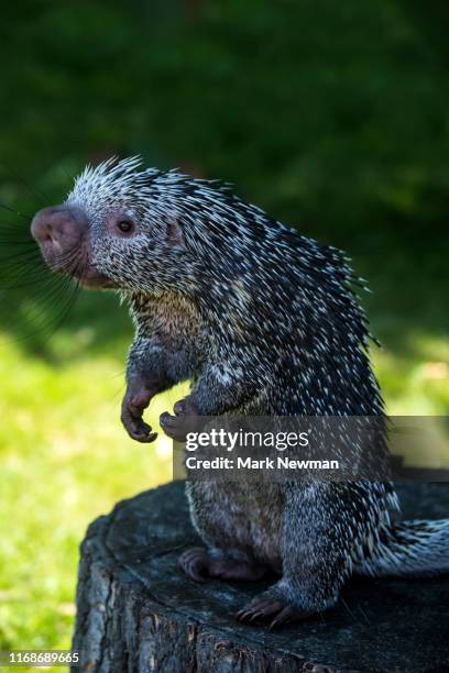 brazilian porcupine - istrice foto e immagini stock